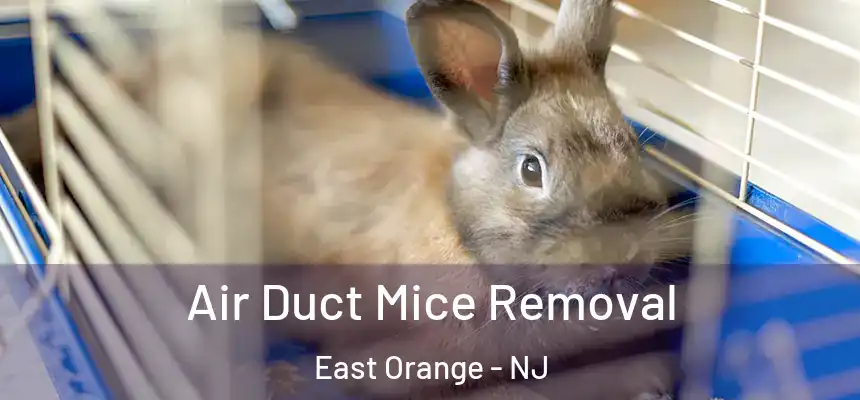 Air Duct Mice Removal East Orange - NJ